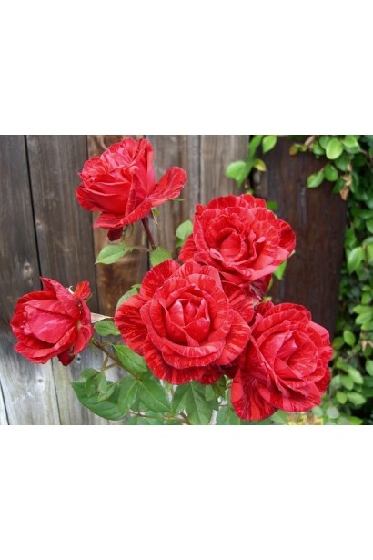 Смугаста червона чайно-гібридна троянда Red Intuition у саду